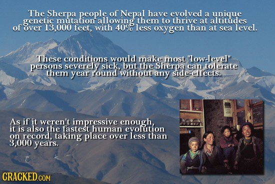 The Sherpa people of Nepal have evolved a unique genetic mutation allowing them to thrive at altitudes of over 13,000 feet, with 40%0 less oxygen than