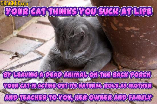 CRACKEDcO COM YOUR CAT THINKS Gou SUCK AT LIFE BYLEAVINGO DEAD ANIMAL ON THE BAGK LPORCH YOur CAT IS ACTING OUT TOTSMATURABROLOASMOTHER AND TEACHER TO