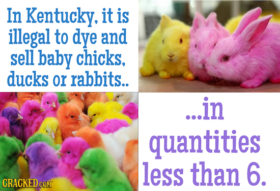 In Kentucky, it is illegal to dye and sell baby chicks, ducks or rabbits.. ...in quantities less than 6. CRACKEDCO COMT