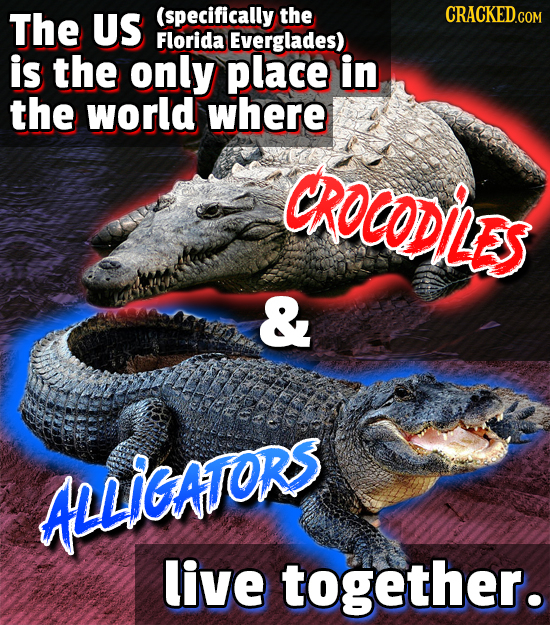 The US (specifically the CRACKED.COM Florida Everglades) is the only place in the world where CROCODILES & ALLIGAFORS live together.