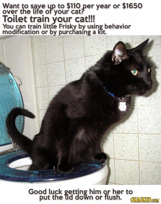 Want to save up to $110 per year or $1650 over the life of your cat? Toilet train your cat!!! You can train little Frisky by using behavior modificati