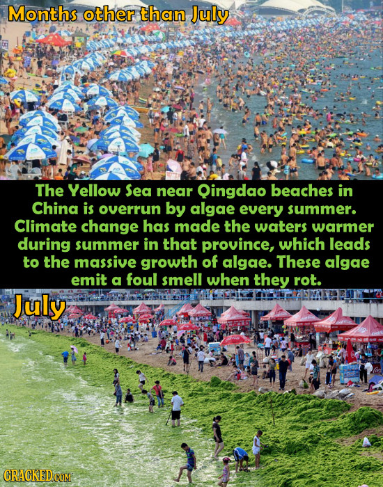 Months other than July The Yellow Sea near Qingdao beaches in China is overrun by algae every summer. Climate change has made the waters warmer during