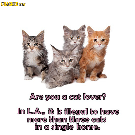 CRACKEDCON Are you a cat lover? In LoAo, it is illegal to have more than three cats in a single homeo