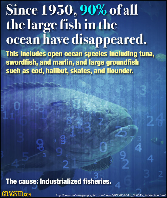 Since 1950, 90% ofall the large fish in the ocean have disappeared. This includes open ocean species including tuna, swordfish, and marlin, and large