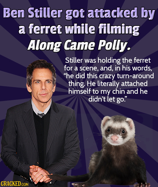 Ben Stiller got attacked by a ferret while filming Along Came Polly. Stiller was holding the ferret for a scene, and, in his words, he did this crazy