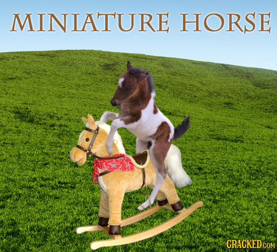 MINIATURE HORSE CRACKED COM