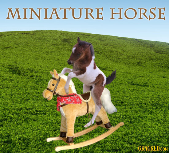MINIATURE HORSE CRACKED COM 