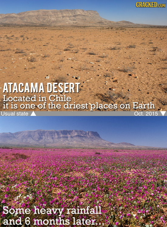 CRACKEDCON ATACAMA DESERT Located in Chile it is one of the driest places on Earth Usual state Oct. 2015 Some heavy rainfall and 6 months later.. 