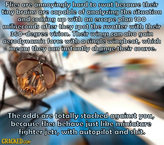 Flies are annoyingly hard to swat because their tiny brains are capable of analyzing the situation and coming Up with an escape plan 100 miliseconds a