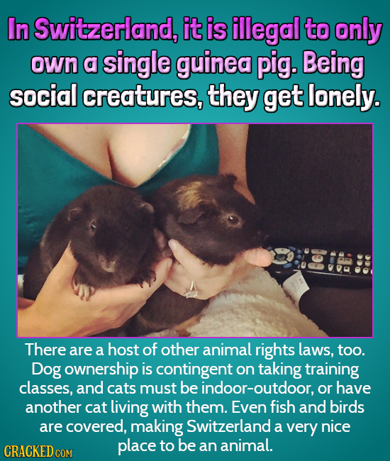 In Switzerland, it is illegal to only own a single guinea pig. Being social creatures, they get lonely. bei a There are a host of other animal rights