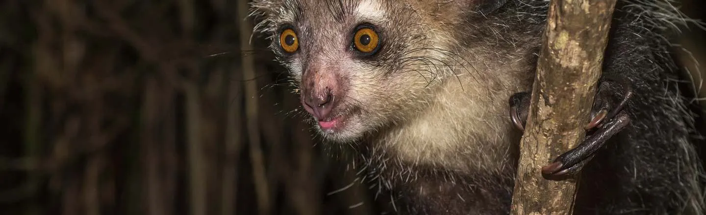 25 Animals IRL That Will Haunt Your Dreams