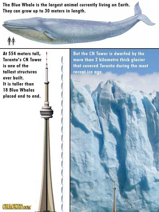 The Blue Whale is the largest animal currently living on Earth. They can grow up to 30 meters in length. At 554 meters tall, But the CN Tower is dwarf
