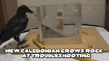 16 Animals Doing Things (That Shouldn't Be Possible)