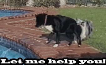 16 Animals Doing Things (That Shouldn't Be Possible)