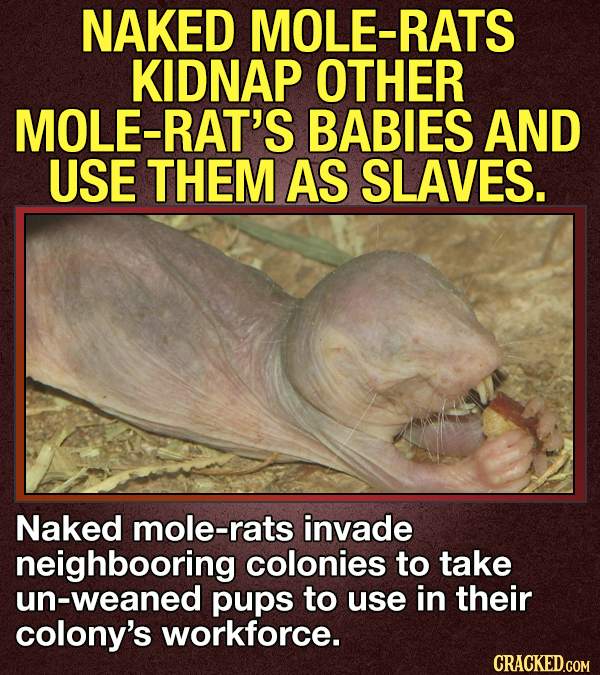 14 Animals That Terrify Us (For Valid Reasons)