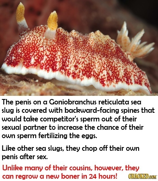 The penis on a Goniobranchus reticulata sea slug is covered with backward-facing spines that would take competitor's sperm out of their sexual partner