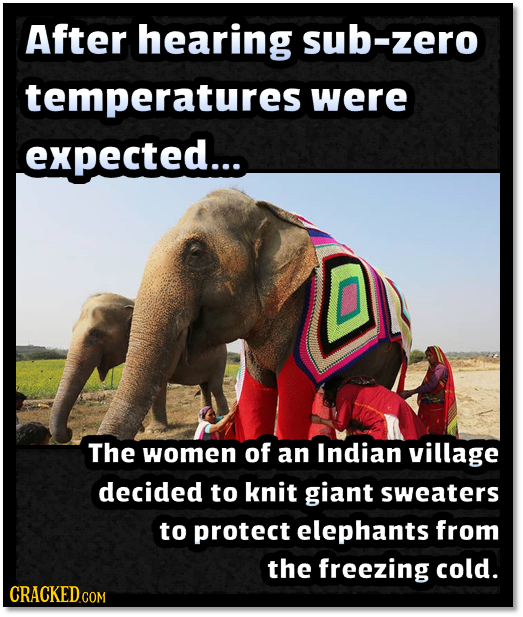 After hearing sub-zero temperatures were expected.... The women of an Indian village decided to knit giant sweaters to protect elephants from the free