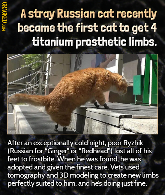 HDLO A stray Russian cat recently became the first cat to get 4 titanium prosthetic limbs. After an exceptionally cold night, poor Ryzhik (Russian for