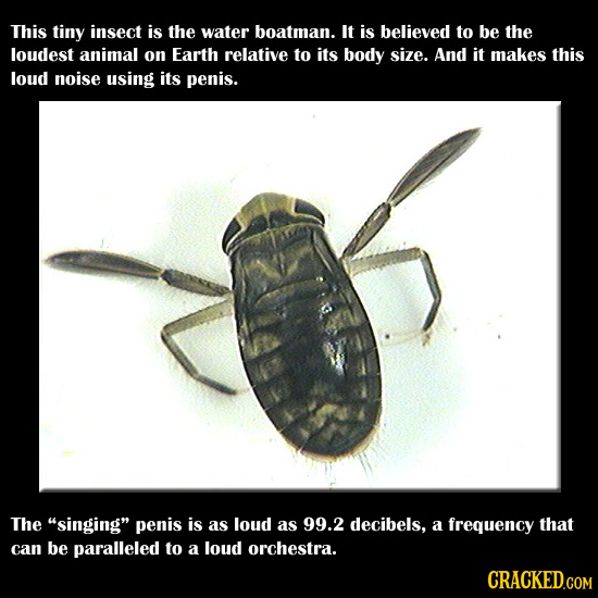 This tiny insect is the water boatman. It is believed to be the loudest animal on Earth relative to its body size. And it makes this loud noise using 