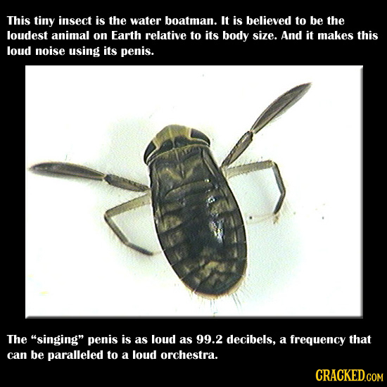 This tiny insect is the water boatman. It is believed to be the loudest animal on Earth relative to its body size. And it makes this loud noise using
