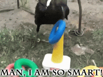 16 Animals Doing Things (That Shouldn't Be Possible)