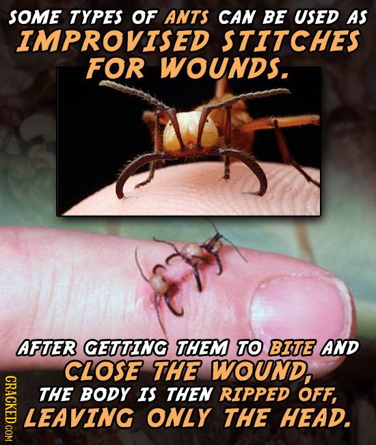 SOME TYPES OF ANTS CAN BE USED As IMPROVISED STITCHES FOR WOUNDS. AFTER CETTING THEM TO BITE AND CLOSE THE WOUND, CRACKED.COM THE BODY IS THEN RIPPED