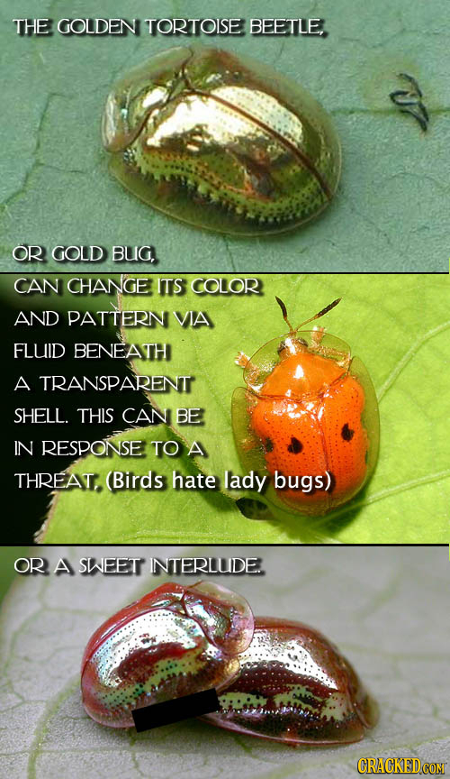 THE GOLDEN TORTOISE BEETLE OR GOLD BUIG, CAN CHANGE ITS COLOR AND PATTERN VIA FLUID BENEATH A TRANSPARENT SHELL. THIS CAN BE IN RESPONSE TO A THREAT. 