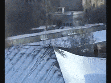 16 Animals Doing Things (That Shouldn't Be Possible)