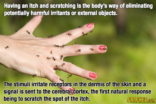 Having an itch and scratching is the body's way of eliminating potentially hammful irritants or external objects. The stimuli irritate receptors in th