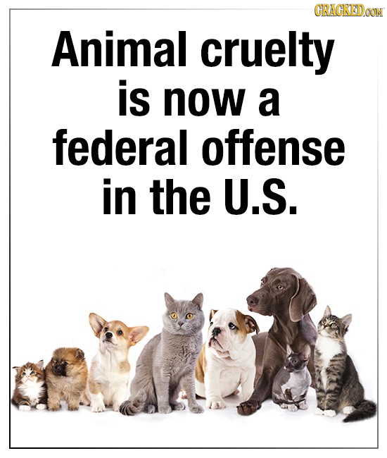 CRAGKEDao Animal cruelty is now a federal offense in the U.S.