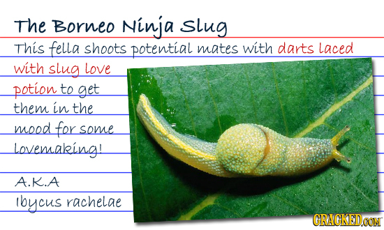 The Borneo Ninja Slug This fella shoots potential mates with darts Laced with slug love potion to get them in the mood for some Lovensaking A.K.A lbyc