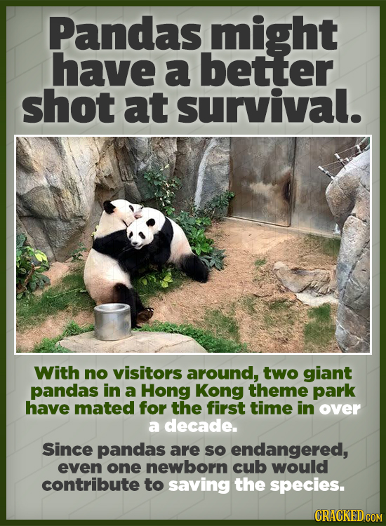 Pandas might have a better shot at survival. With no visitors around, two giant pandas in a Hong Kong theme park have mated for the first time in Over