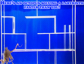 16 Animals Doing Things (That Shouldn't Be Possible)