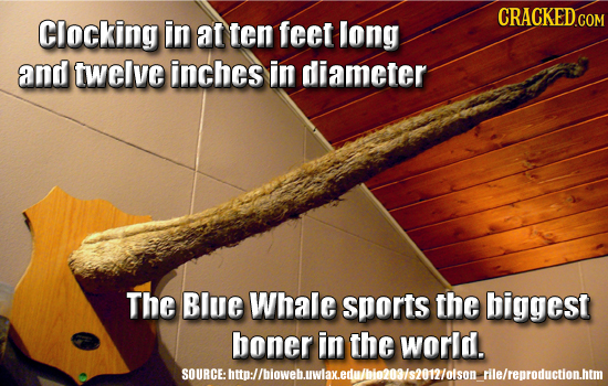 Clocking in at ten feet long and twelve inches in diameter The Blue Whale sports the biggest boner in the world. SOURCLIto/Dloebowaxelwlotoosoniosor l