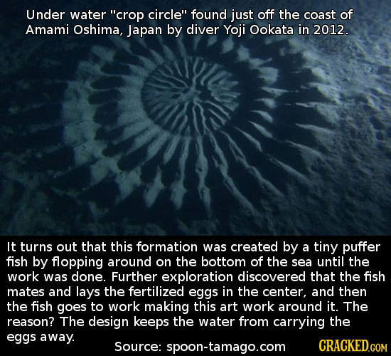 Under water crop circle found just off the coast of Amami Oshima, Japan by diver Yoji Ookata in 2012. It turns out that this formation was created b
