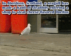 16 Animals Doing Things (That Shouldn't Be Possible)