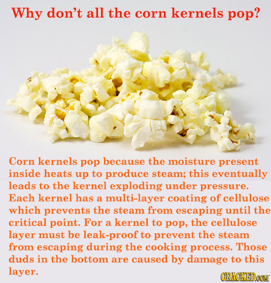 Why don't all the corn kernels pop? Corn kernels pop because the moisture present inside heats up to produce steam; this eventually leads to the kerne
