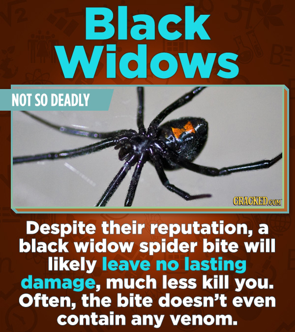 Statistics That Change How You See the World - Despite their reputation, a black widow spider bite will likely leave no lasting damage, much less kil