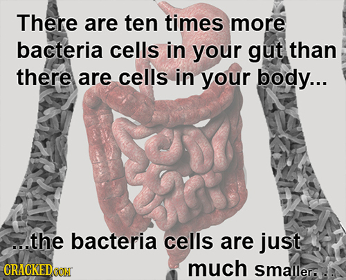 There are ten times more bacteria cells in your gut than there are cells in your body... ...the bacteria cells are just much smallere 