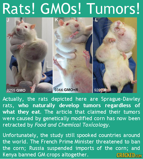 Rats! GMOs! Tumors! K 9255 GMO 9344 GMO+R 9202R Actually, the rats depicted here are Sprague-Dawley rats, who naturally develop tumors regardless of w