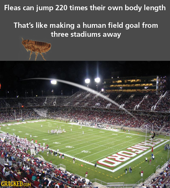 Fleas can jump 220 times their own body length That's like making a human field goal from three stadiums away OROUIE CRACKED COM