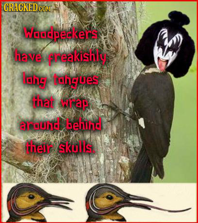 CRACKEDcO COME Woodpeckers have freakishly Ighg tahgues that wrap around behind their skulls 