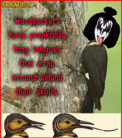 CRACKEDcO COME Woodpeckers have freakishly Ighg tahgues that wrap around behind their skulls