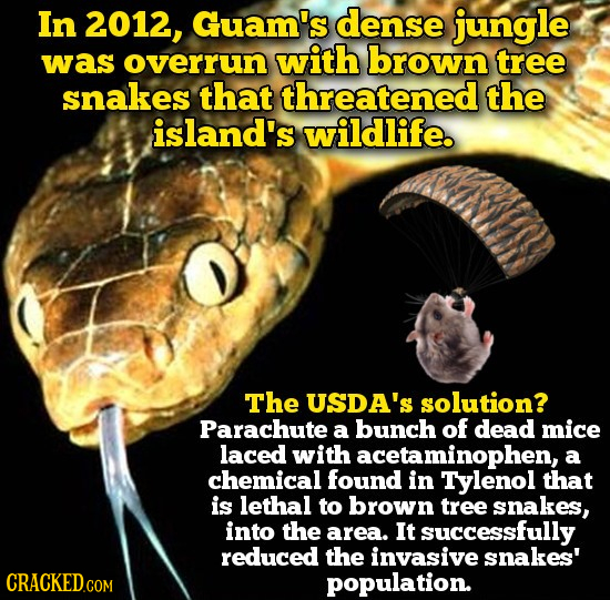 In 2012, Guam's dense jungle was overrun with brown tree snakes that threatened the island's wildlife. The USDA'S solution? Parachute a bunch of dead
