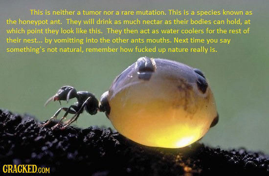 This is neither a tumor nor a rare mutation. This is a species known as the honeypot ant. They will drink as much nectar as their bodies can hold. at