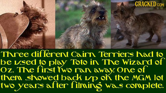 Three different Cairn Terriers had to be used to play Toto in The Wizard of Oz. The finst two away. of ran OnE them showed back Up On the MGM lot two