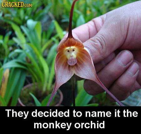 CRACKEDCO COM They decided to name it the monkey orchid