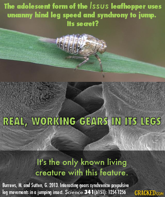The adolescent form of the Issus leafhopper USES uncanny hind leg speed and synchrony to jump. Its secret? REAL, WORKING GEARS IN ITS LEGS IT's the on