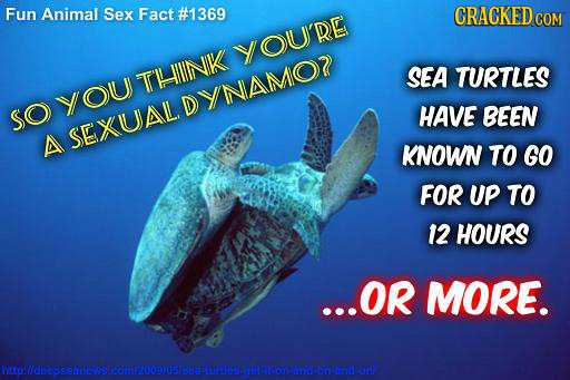Fun Animal Sex Fact #1369 CRACKED COM YOUDE THNK SEA TURTLES YOUU DINAMOD SO HAVE BEEN A SEXUAVL KNOWN TO GO FOR UP TO 12 HOURS ...OR MORE. sebiw lcmr