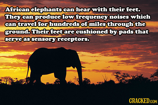 African elephants can hear with their feet. They can produce low frequency noises which can travel for hundreds of miles through the ground. Their fee